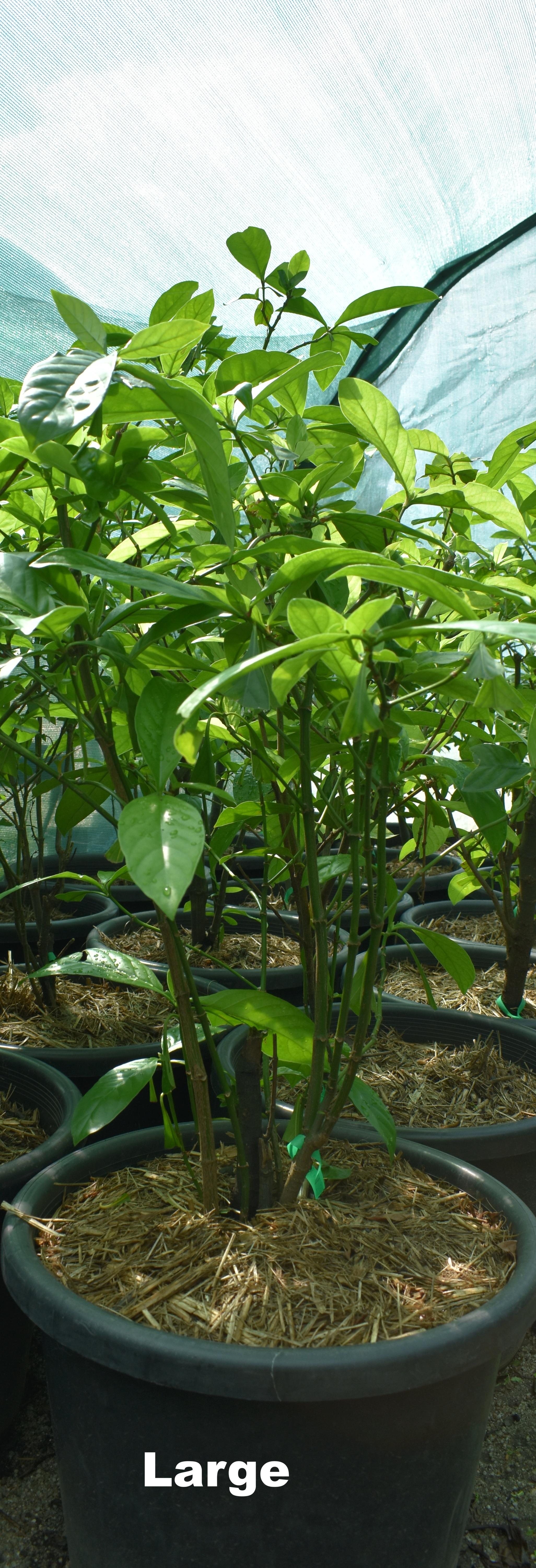 Psychotria viridis