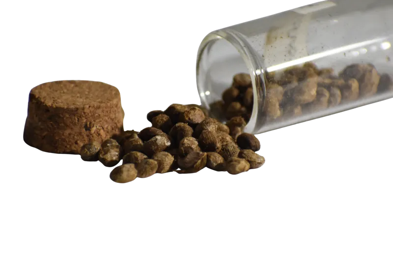 5 Hawaiian Baby Woodrose Seeds