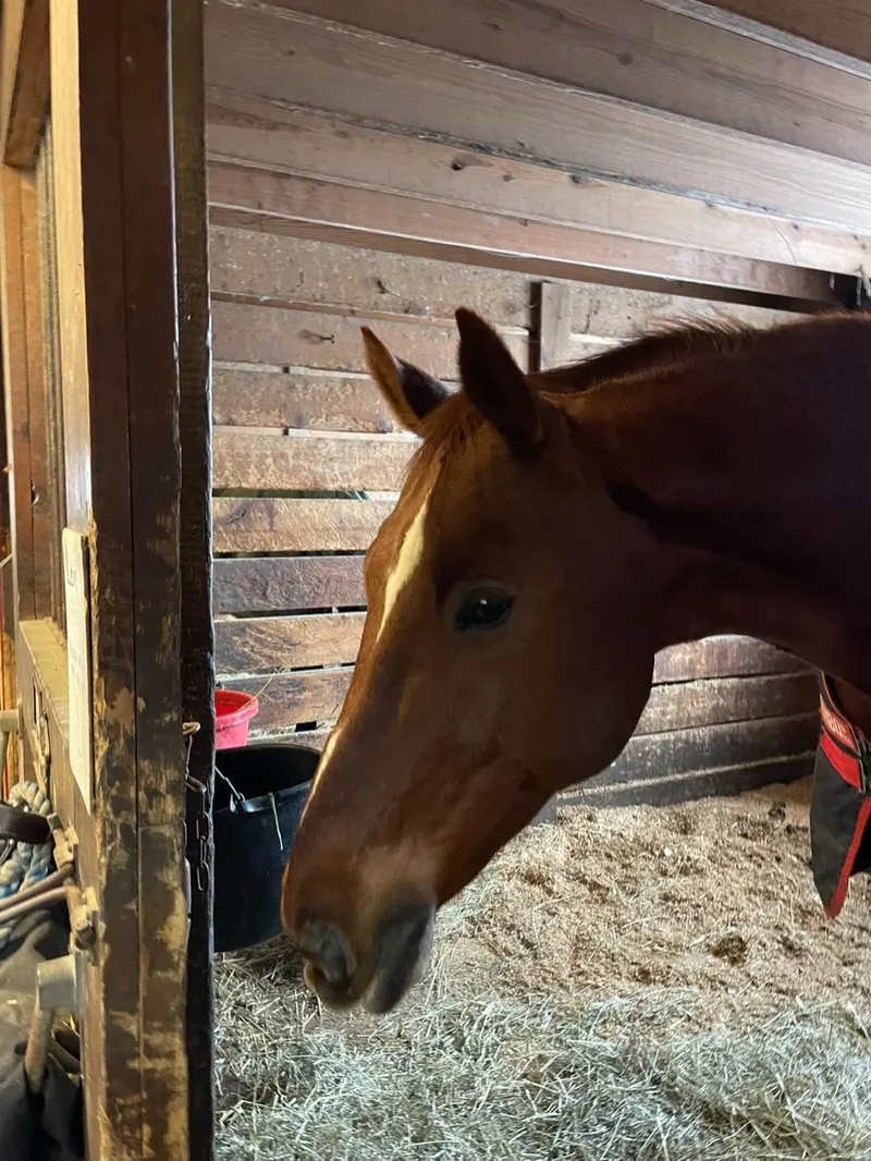 Levi: 2004 Chestnut Warmblood gelding.