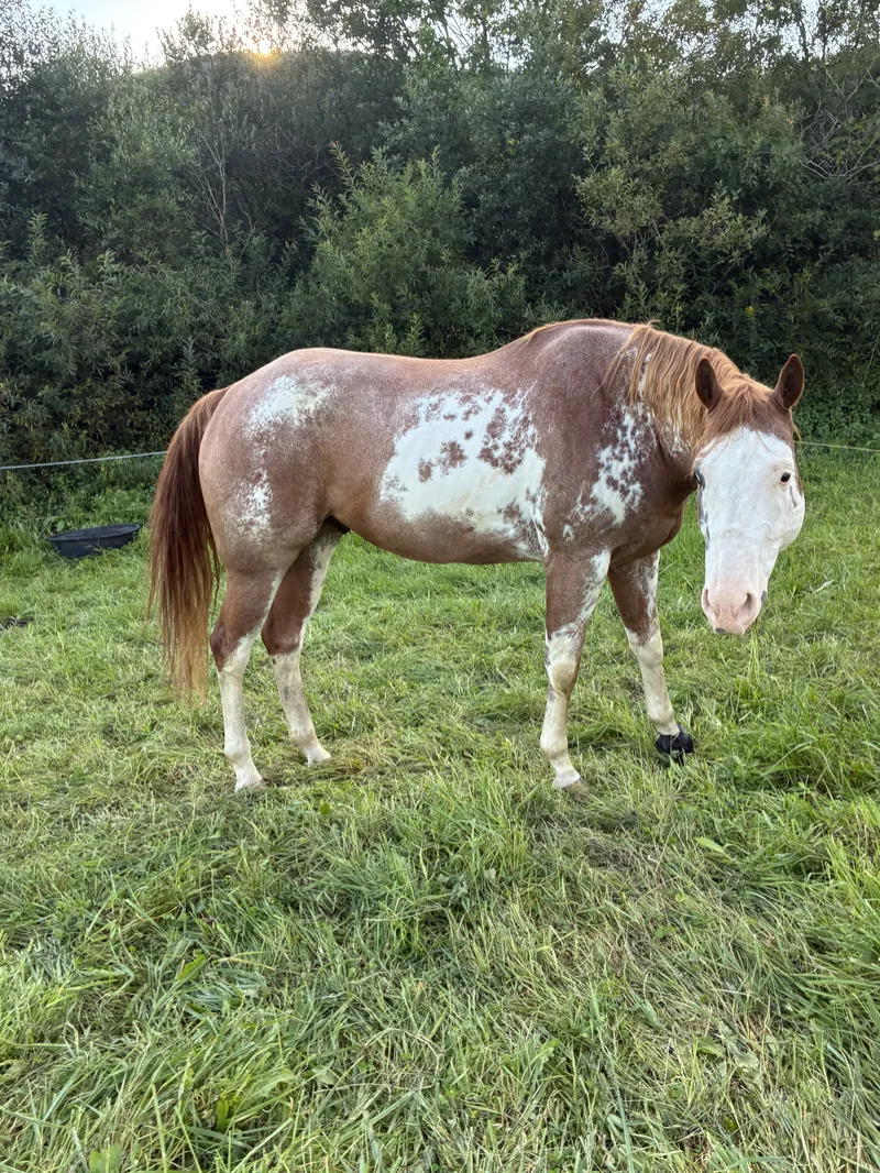 Jax: 2018 Strawberry Roan Paint gelding.