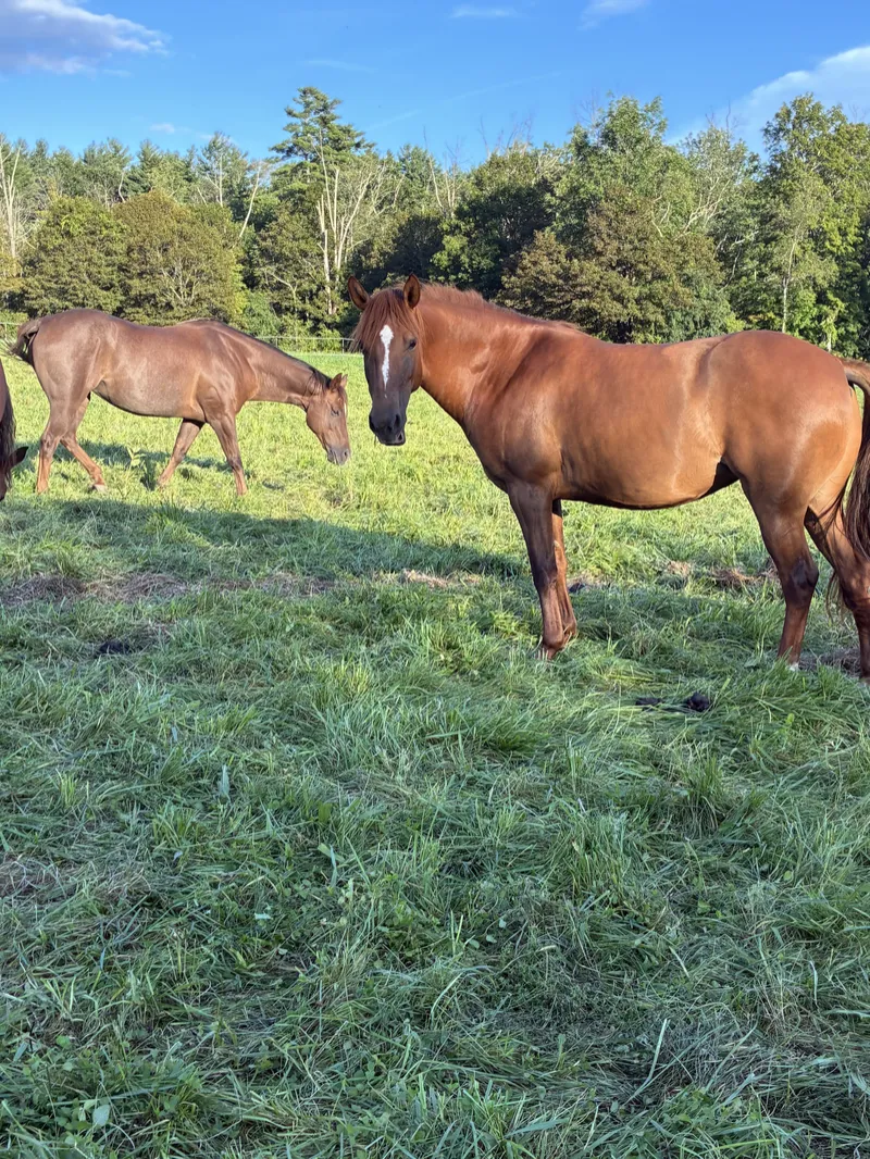 Hadarah: 2020 Red Dunn mare.