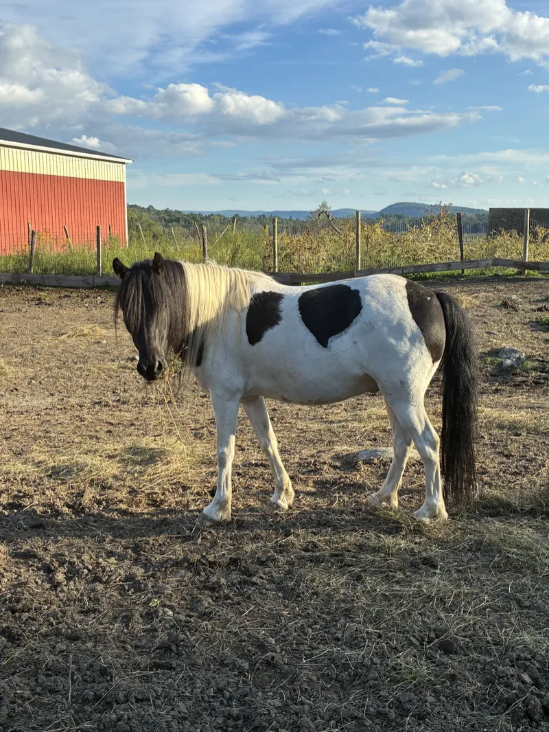 Batman: 2018 Black and White paint pony.