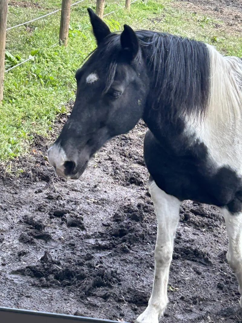  Scooter: 2012 Paint pony.