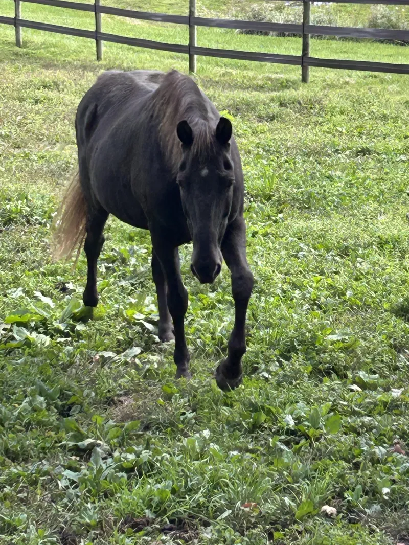  Casca: 2009 Bay mare.