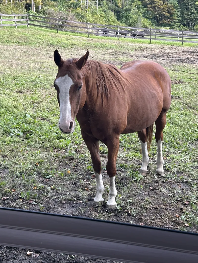  Shiloh: 2004 Chestnut mare.