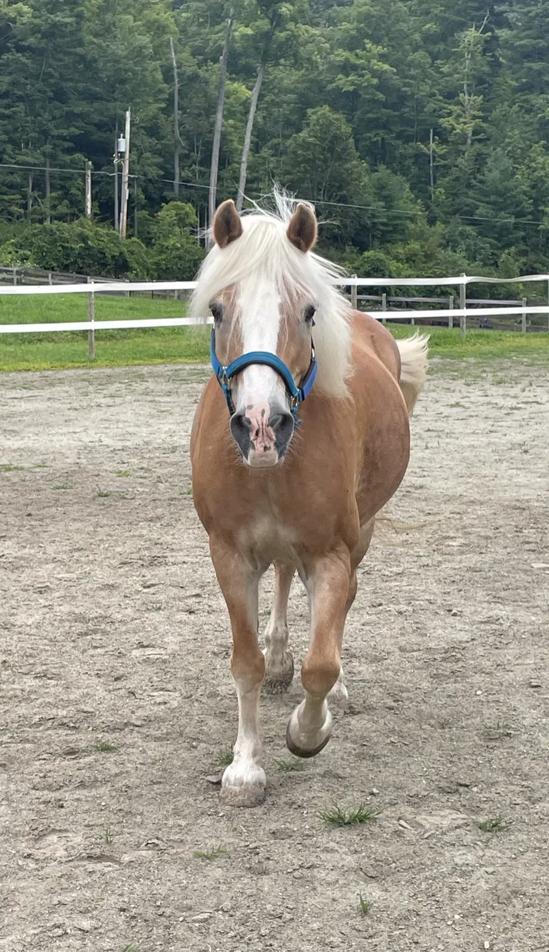 Gus: 2007 Palomino gelding.