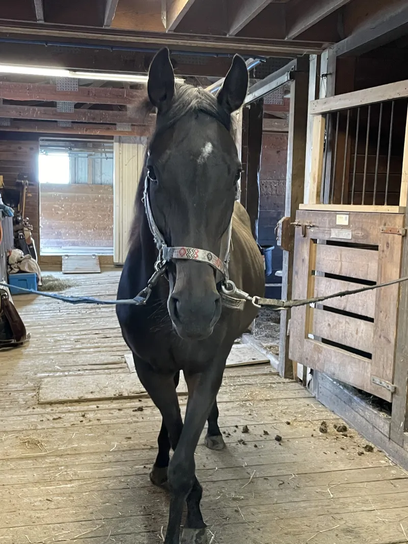 Irma 2011 black mare.