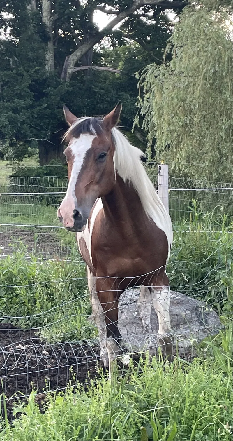 Diego: 2001 Paint gelding.