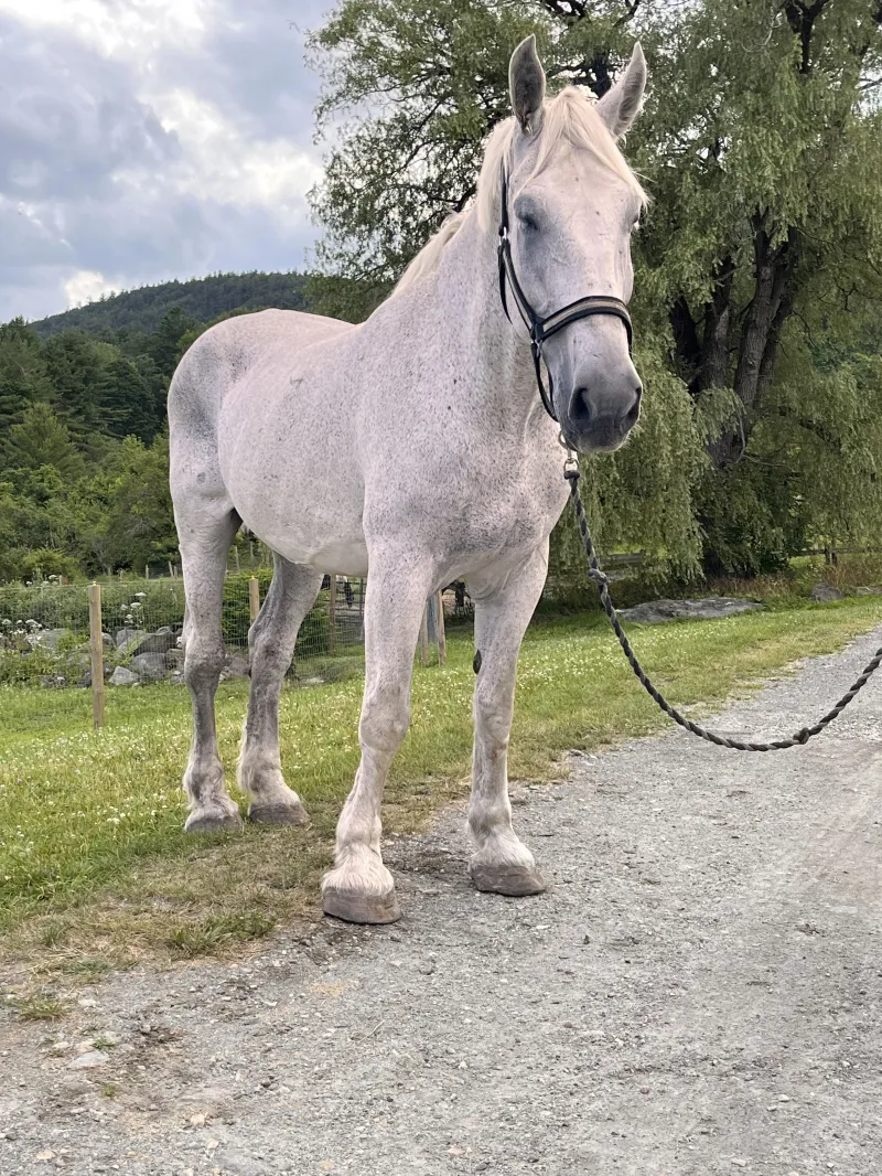 Ghost: 1999 Gray gelding.