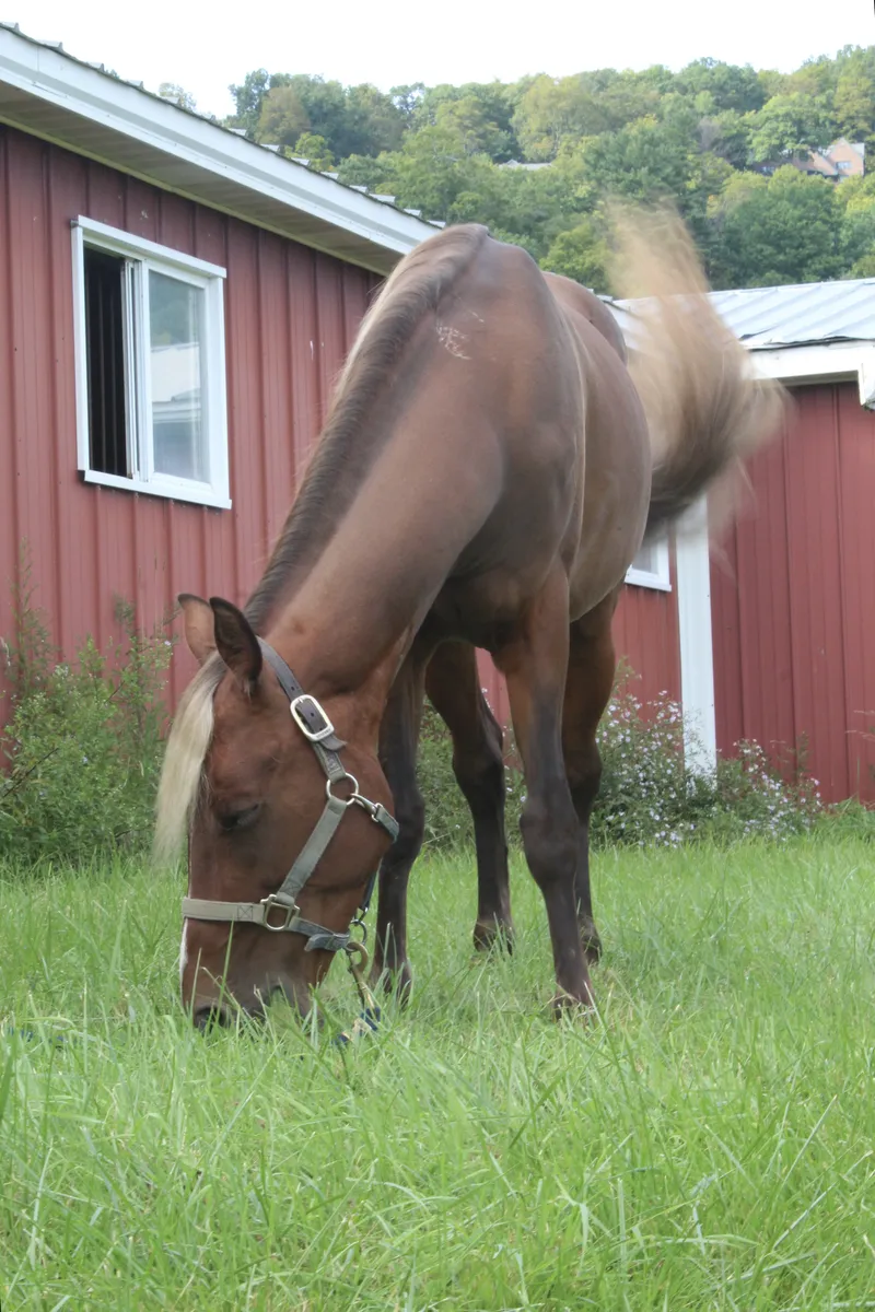 Cappuccino: 2016 Paso Fino gelding