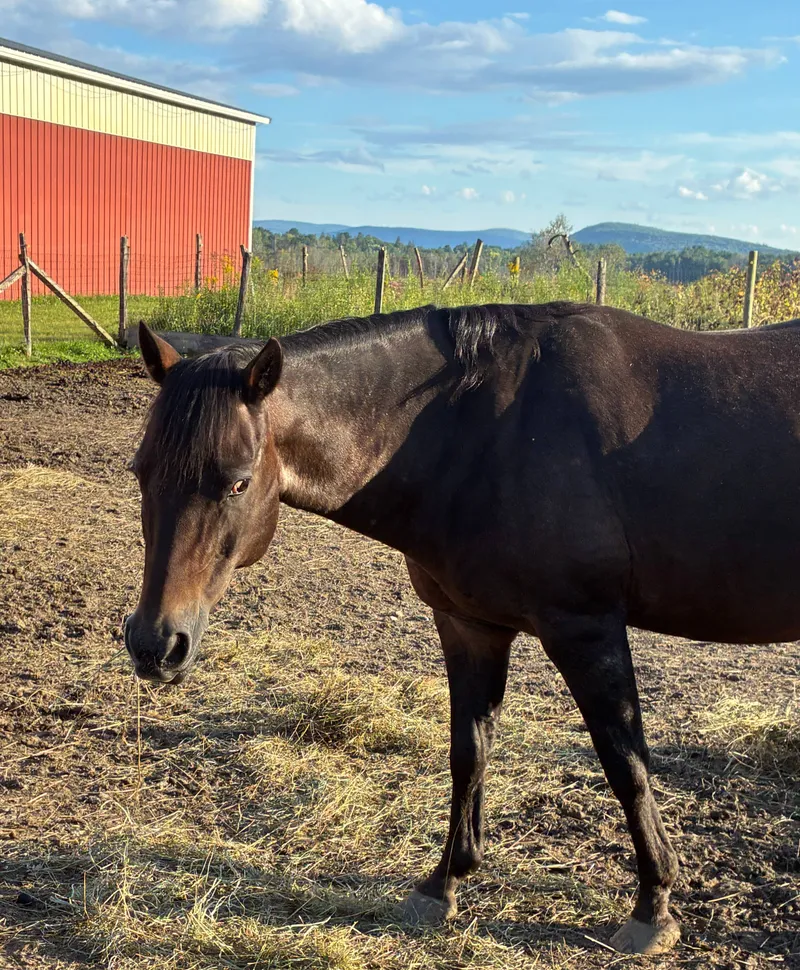 Chocolate Mousse: 2009 Appaloosa pony.