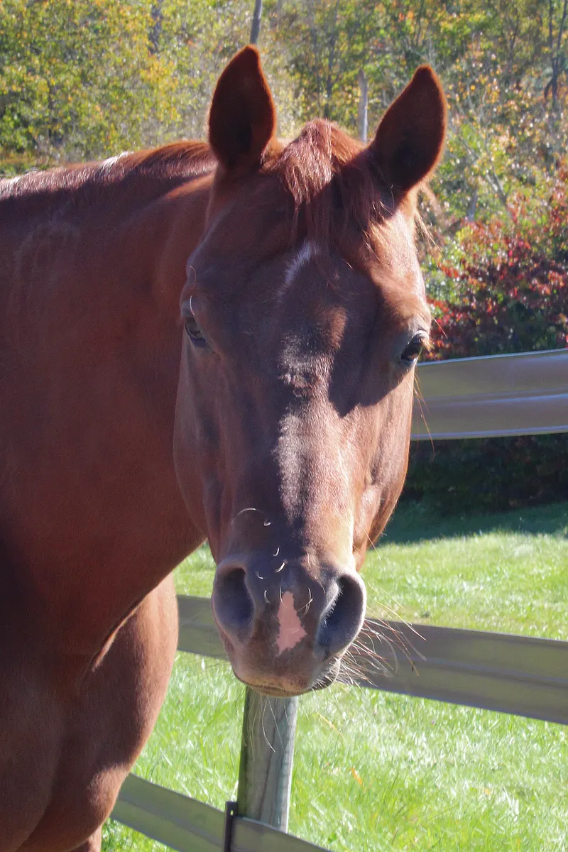 Hamlet: 2014 Chestnut gelding.