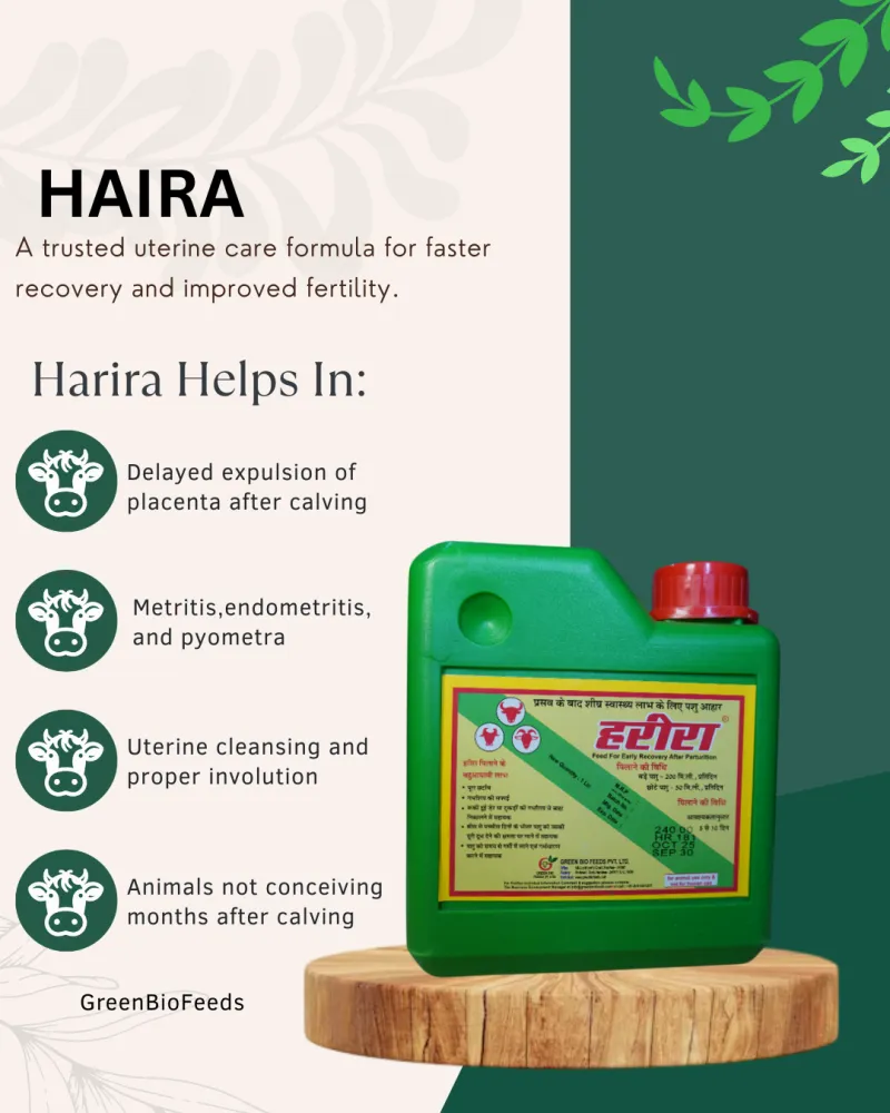 Harira 
