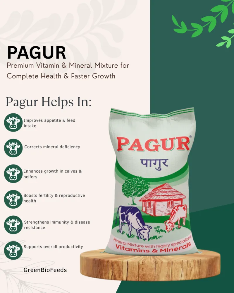 Pagur 