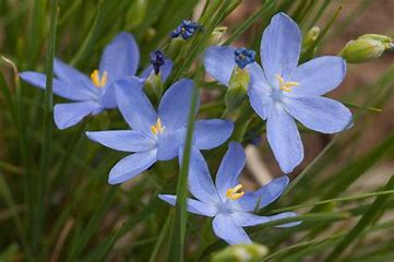 Orthrosanthus laxus - Morning Iris
