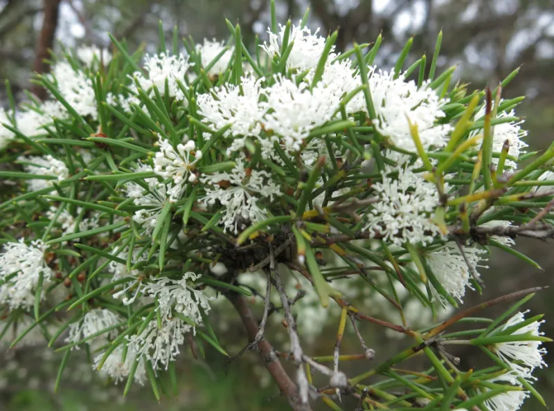Hakea varia - Variable-leaved Hakea