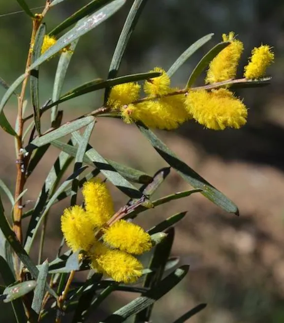 Acacia oncinophylla - Hook-leaved Acacia