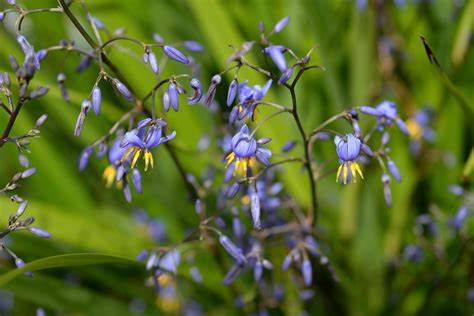 Dianella revoluta - Blueberry Lilly