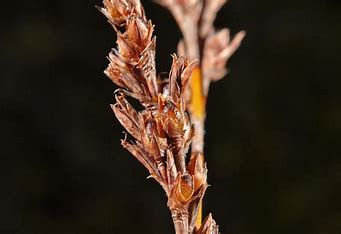 Machaerina juncea - Bare Twig Rush