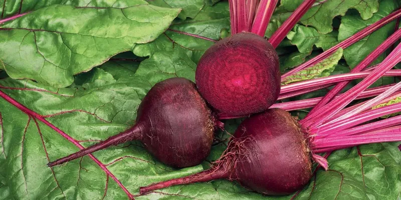Barbabietola Rossa