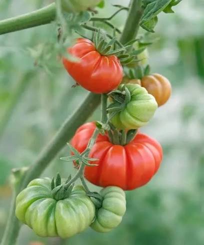 Pomodoro Costoluto