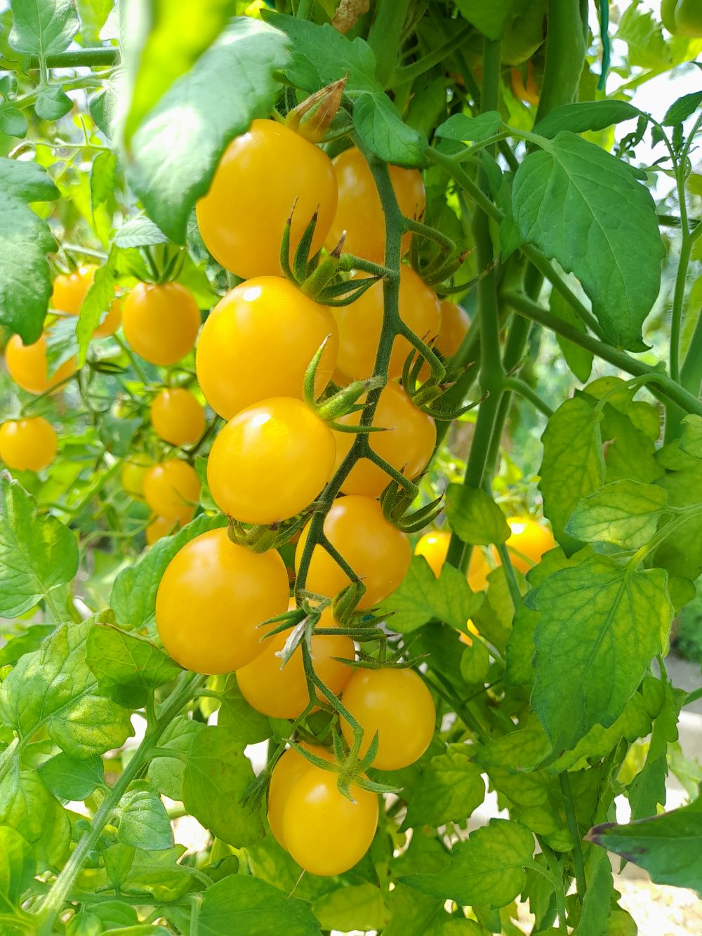 Pomodorino Ciliegino Giallo