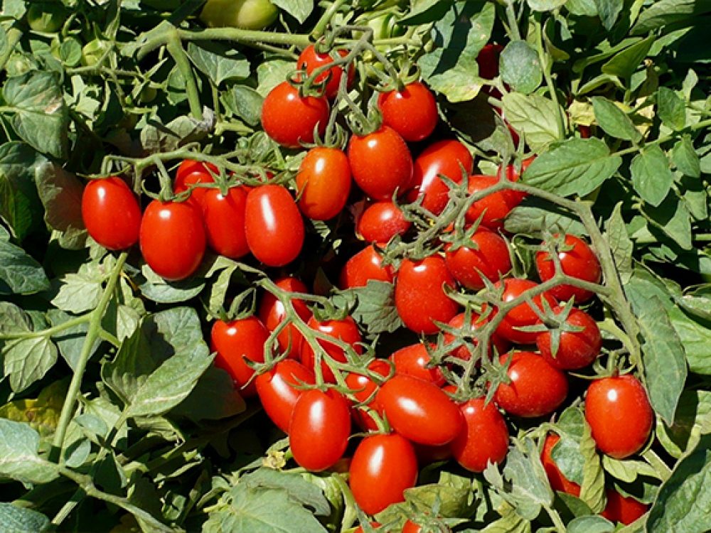 Pomodorino Datterino Rosso