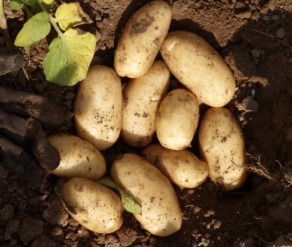 Patate Novelle