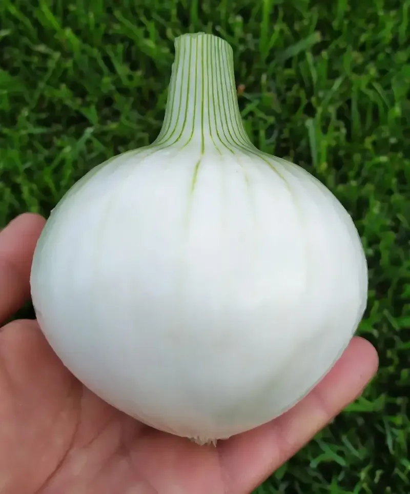 Cipolla Musona