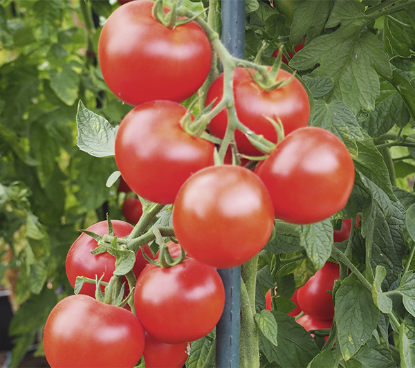 Pomodoro Tondo