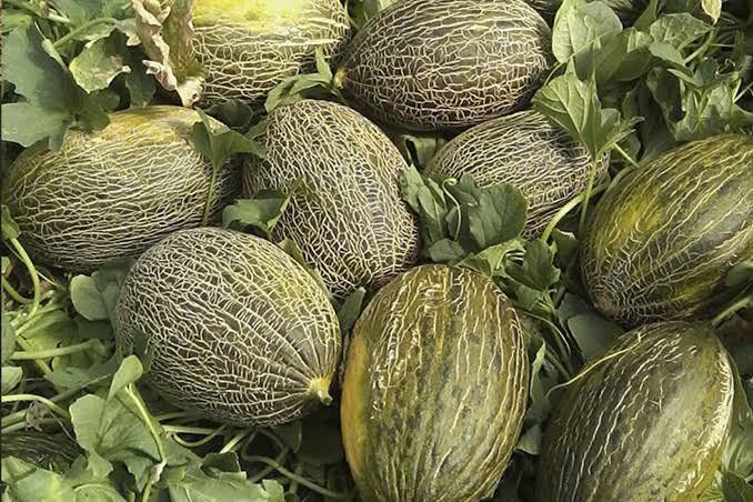 Melone