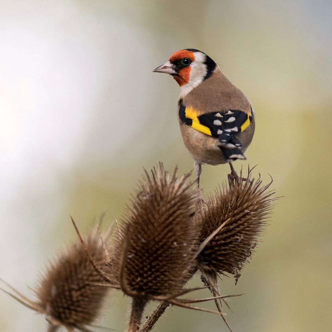 Supporting Garden Birds | Expert Q&A Replay