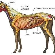 ORGANS AND THE BRAIN