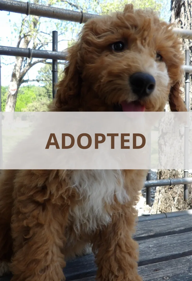 F1-B Mini Goldendoodle Puppy - Chizzy