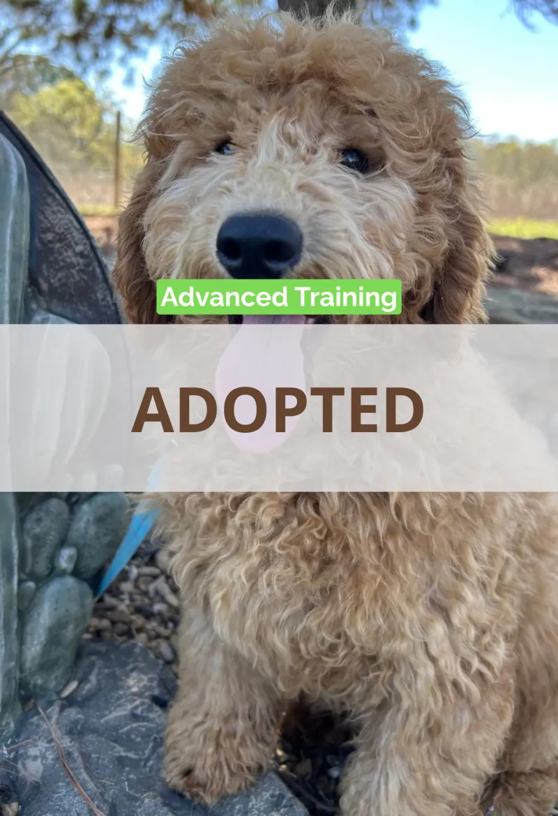 F1-B Mini Goldendoodle Puppy - Tracker