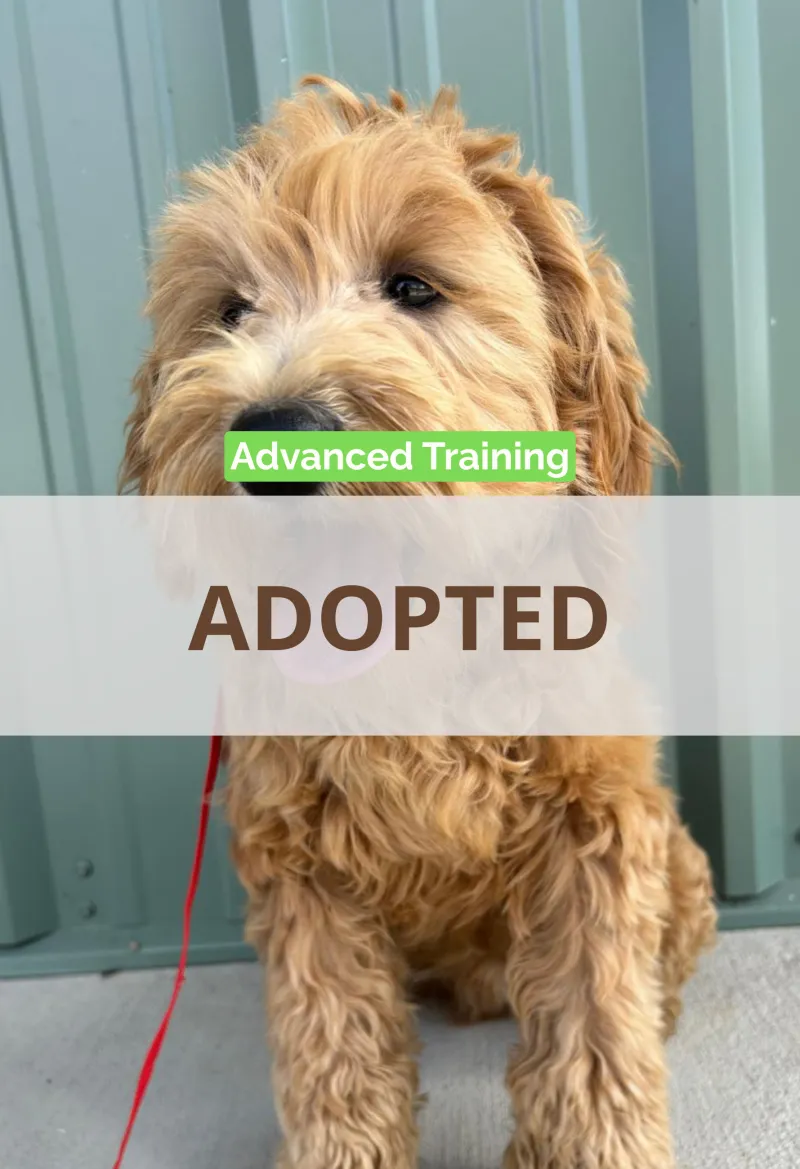 F1-B Mini Goldendoodle Puppy - Dino