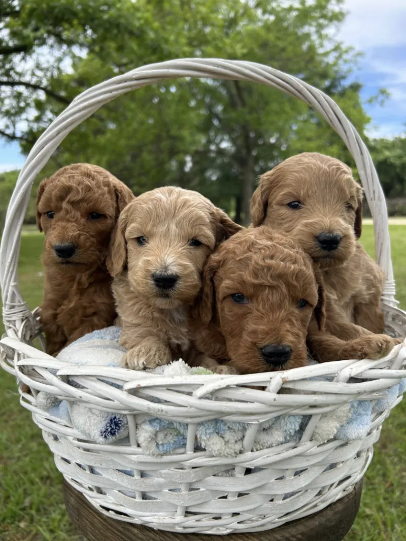 F1-B Mini Goldendoodle Puppies - Banjo + Bailey's Litter