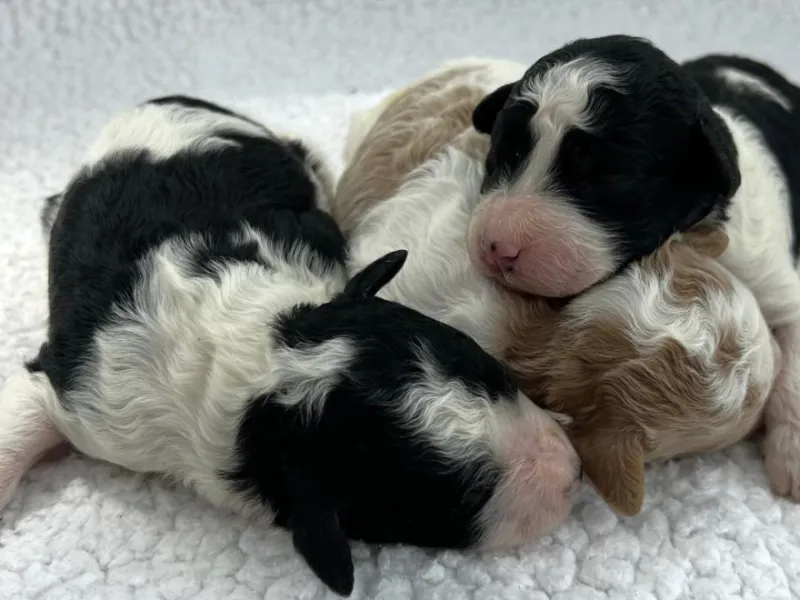 F1-B Mini Goldendoodle Puppies - Ace + Piper's Litter