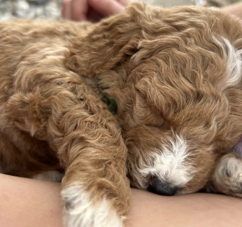 F1-B Mini Goldendoodle Puppy - Charger