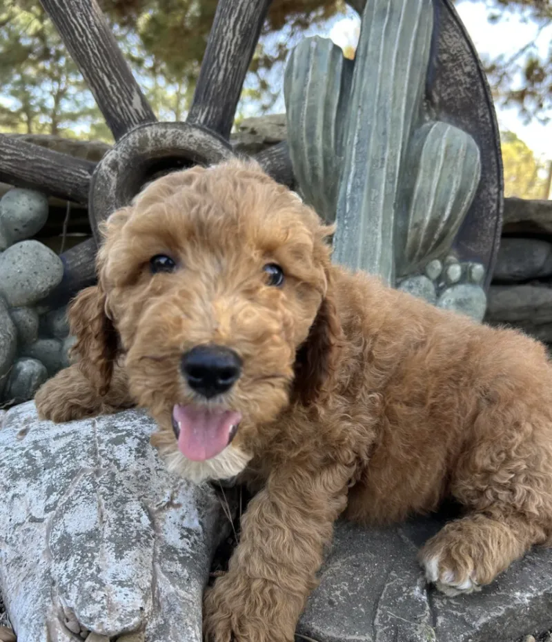 F1-B Mini Goldendoodle Puppy - Chip