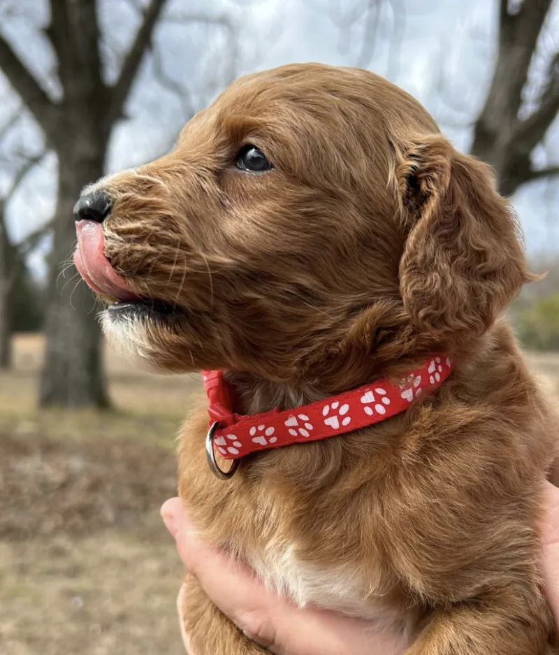 F1-B Mini Goldendoodle Puppy - Chuma