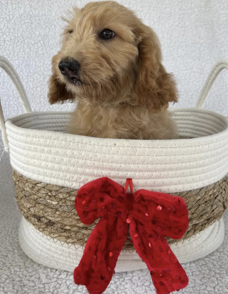 F1-B Mini Goldendoodle Puppy - Snoopy