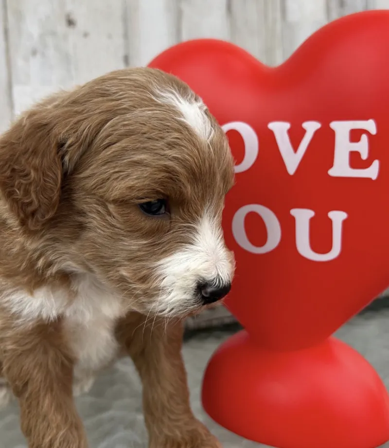 F1-B Mini Goldendoodle Puppy - Champ