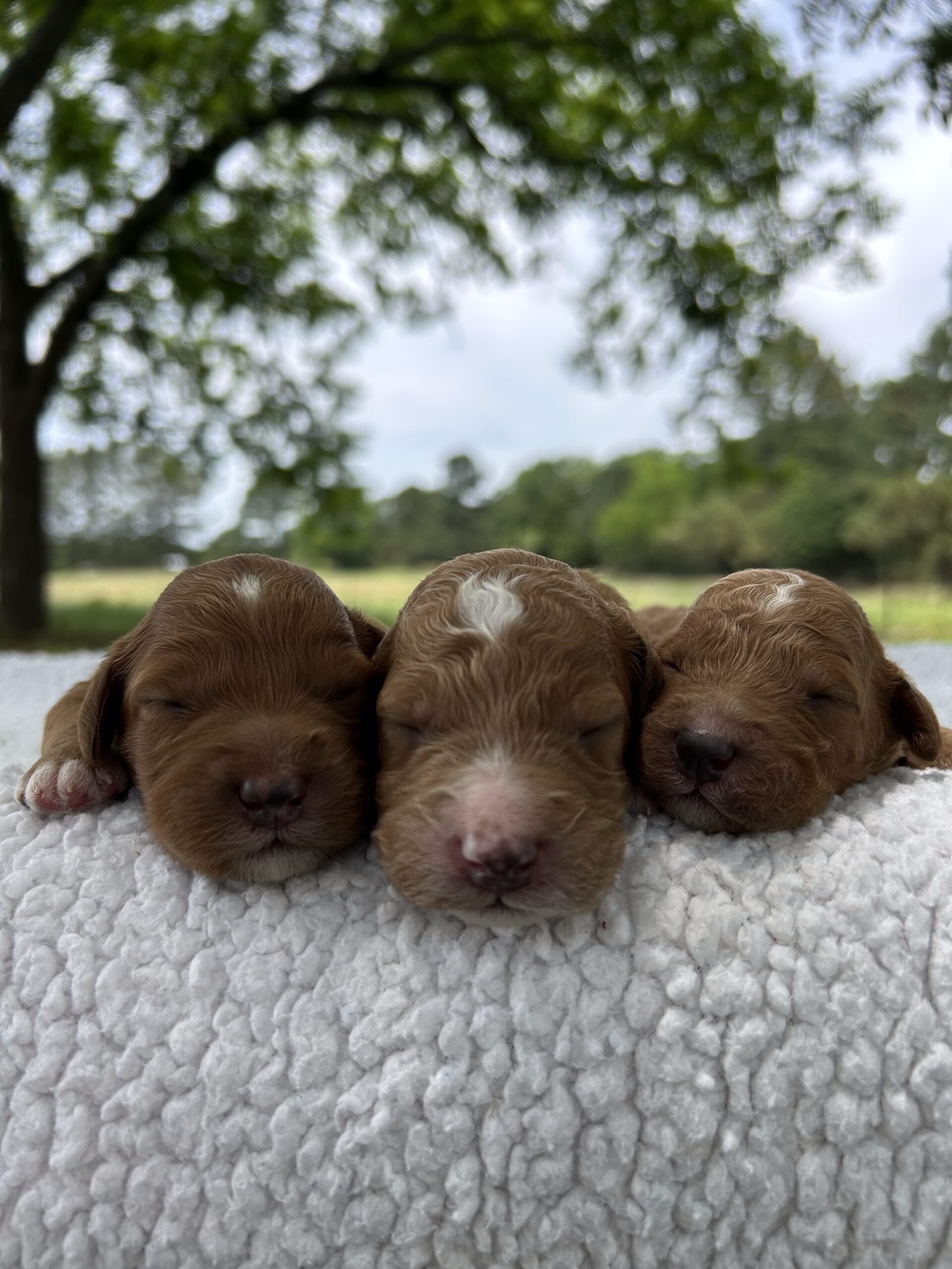 F1-B Mini Goldendoodle Puppies – Ace + Ollie