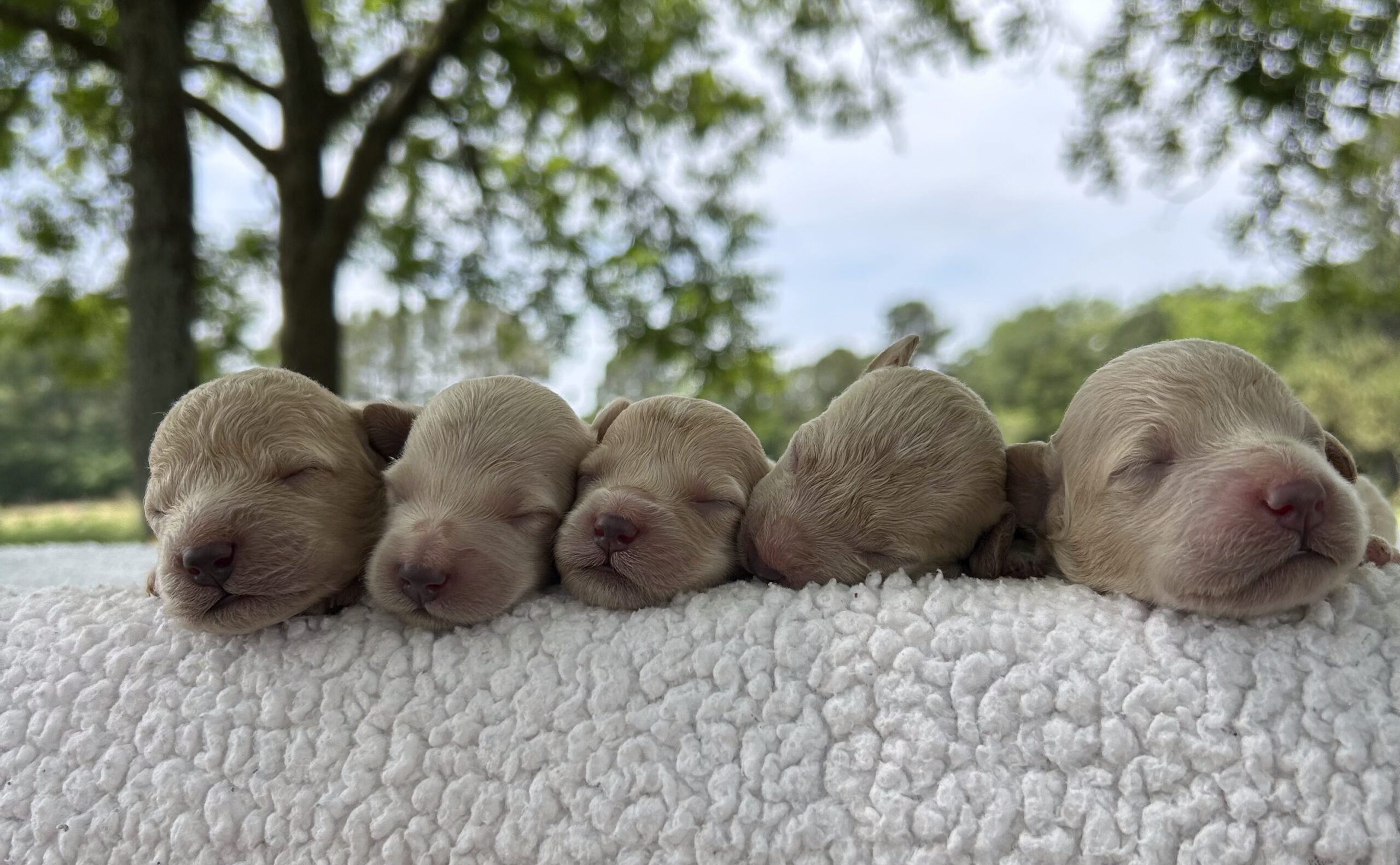 F1-B Mini Goldendoodle Puppies – Tucker and Muffin