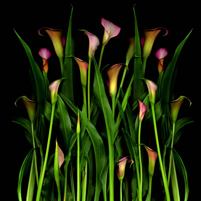 40. The Heartbeat of Creation
