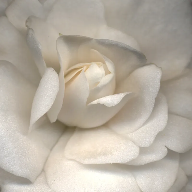 49. Soul Satisfaction