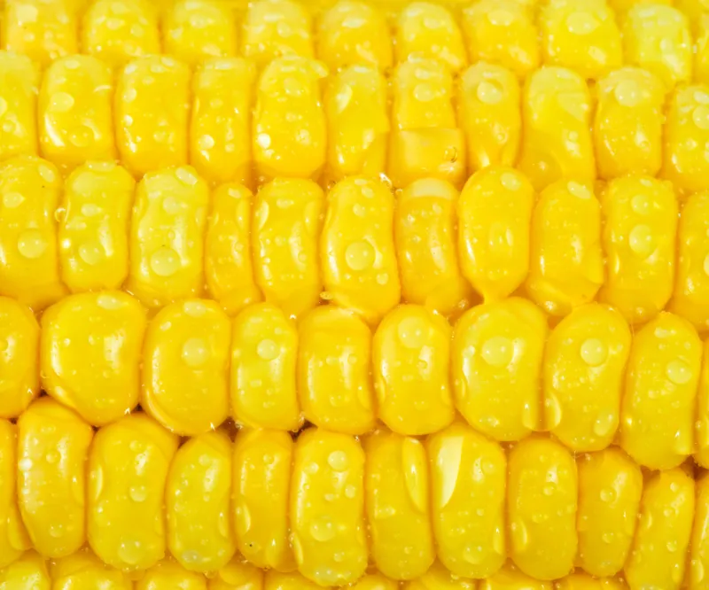 Yellow Maize