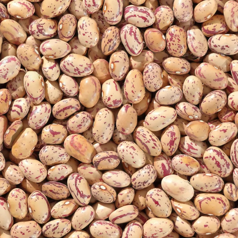Sugar Beans
