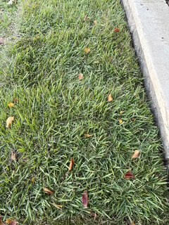 Palisade Zoysia (450 sq. ft.)